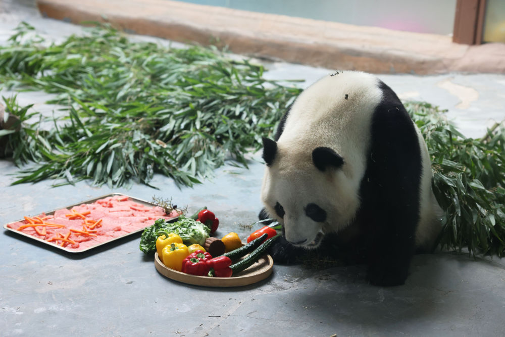 青海西寧：大熊貓假期